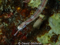 Pipefish (Corythoichthys flavofasciatus) strikes  pose fo... by David Gilchrist 